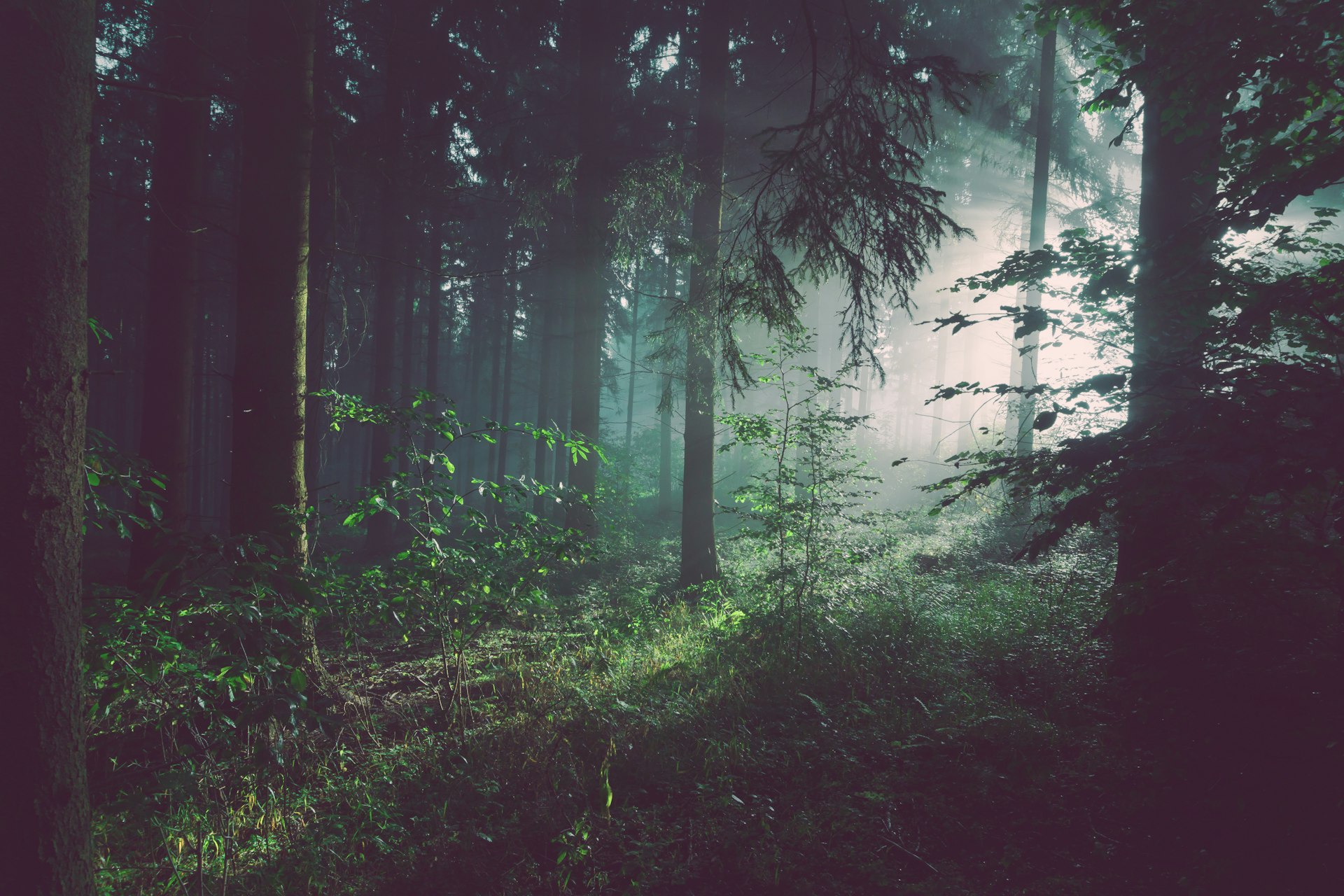 Organic forest
